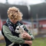 The Putney School Photo #14 - The sheep and alpaca provide most of the wool students use in fiber arts. Students help care for these and other small animals as part of daily farm work on campus. And if you are present for a birth, you get to name the offspring!