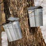 The Mountain School of Milton Academy Photo #21 - Each spring semester, students take part in sugaring by tapping maple trees and boiling sap into syrup. This seasonal tradition connects them to the rhythms of the land and the changing year.