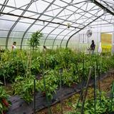 The Mountain School of Milton Academy Photo #4 - One of the multiple greenhouses used for teaching and growing